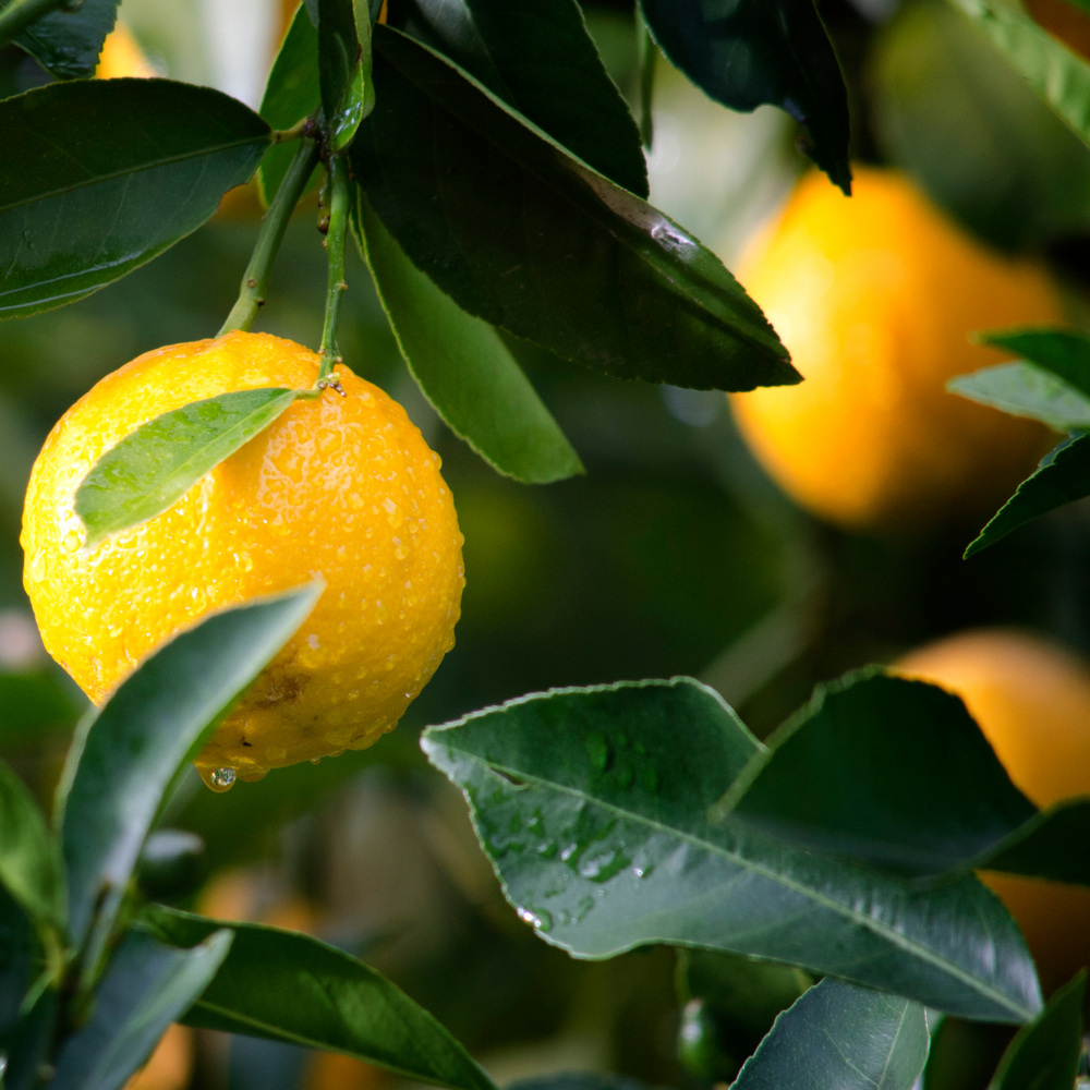 Certified Organic Lemon Essential Oil - Image 2