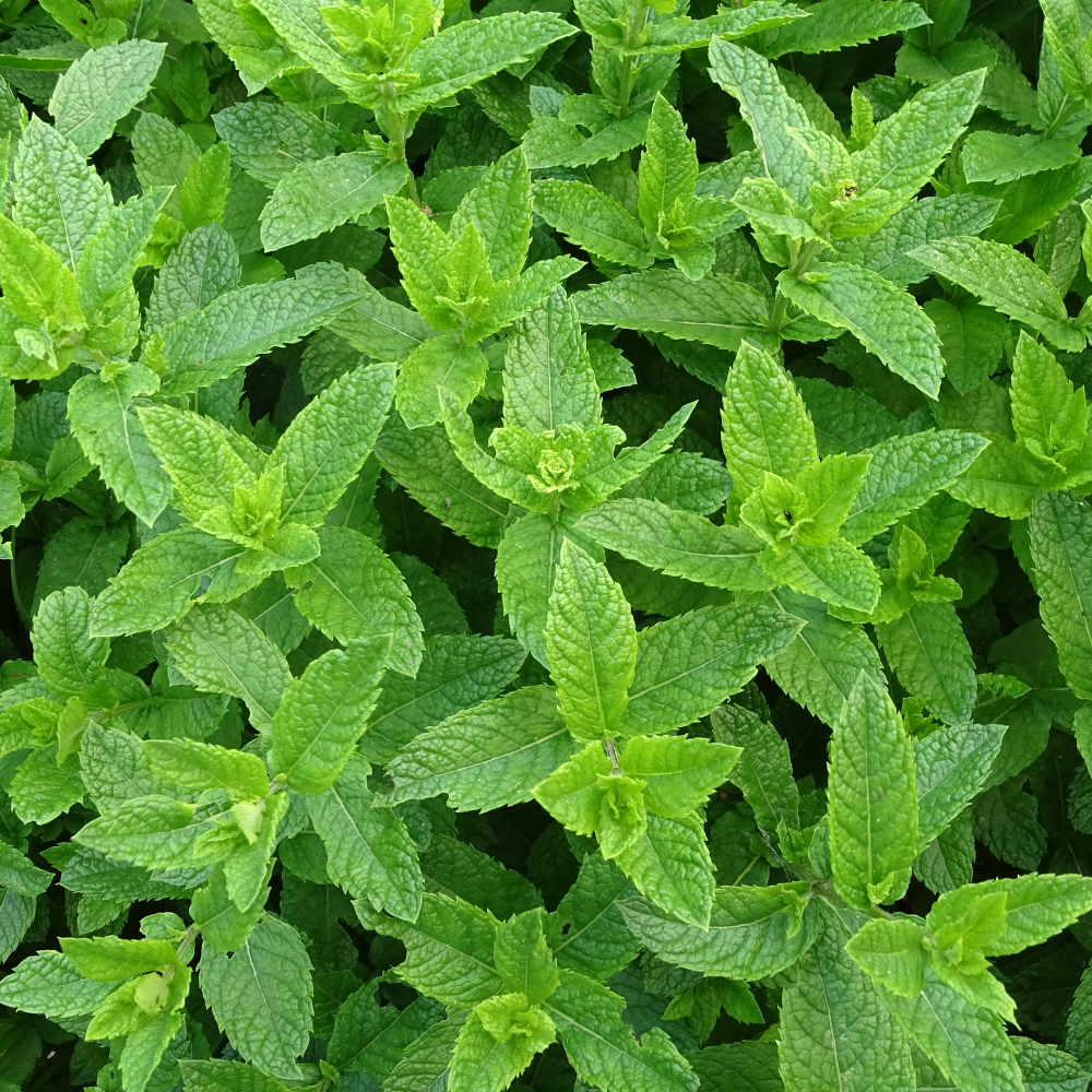 Oregon Peppermint Essential Oil - Image 2