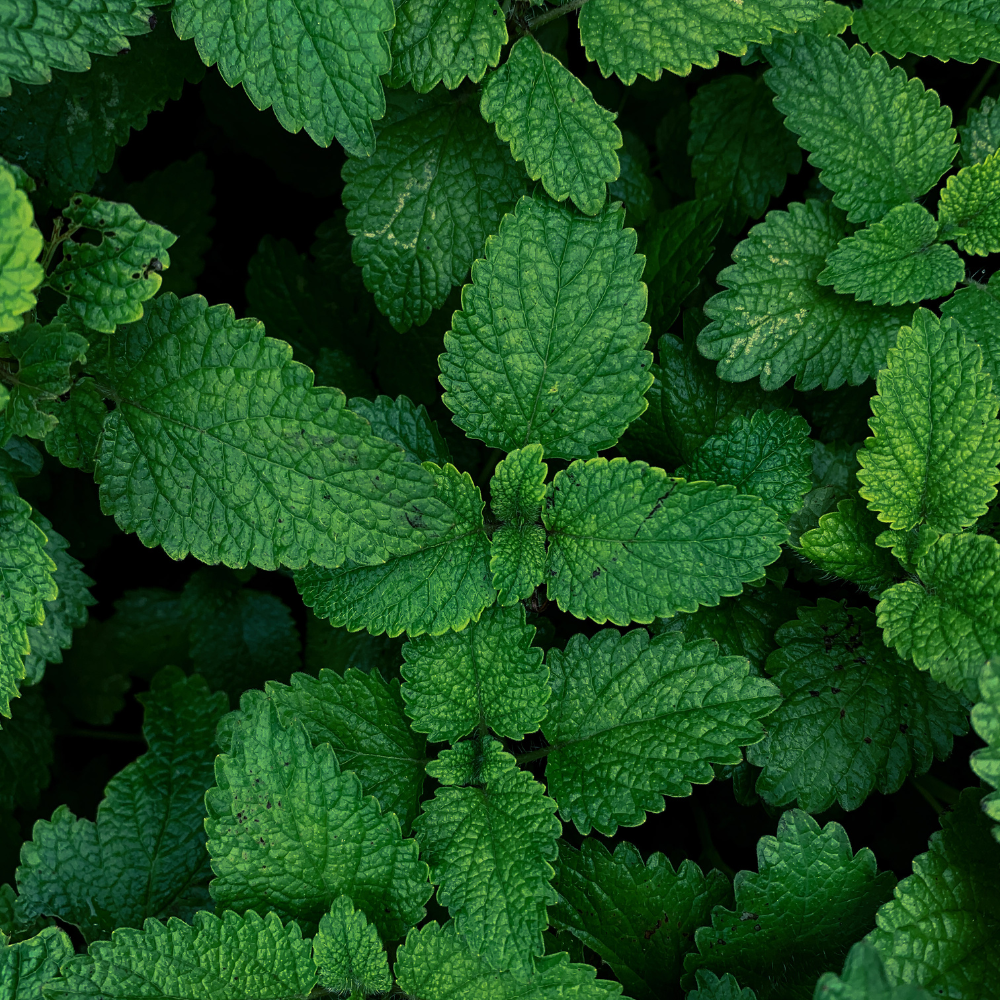 Oregon Spearmint Essential Oil - Image 2