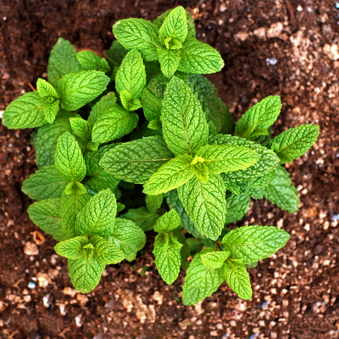 Single Batch Peppermint Essential Oil - Image 2