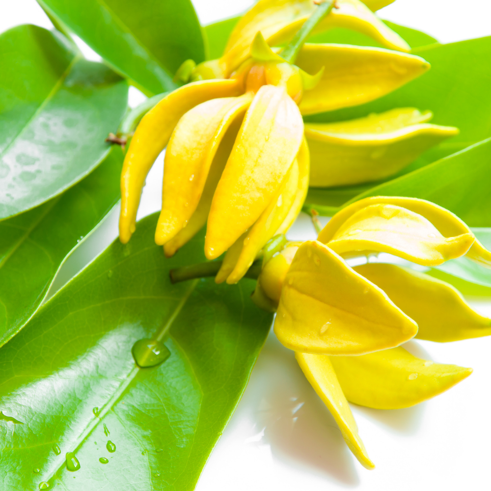 Ylang Ylang III Essential Oil - Image 2